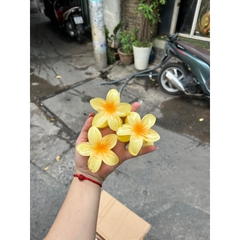 Kẹp Tóc Hoa Sứ 8cm Dành Cho Bạn Gái Thích Hợp Đễ Đi Biển Tặng Quà