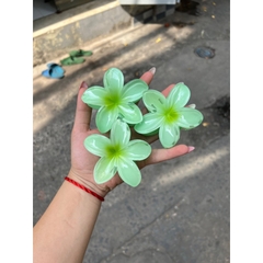 Kẹp Tóc Hoa Sứ 8cm Dành Cho Bạn Gái Thích Hợp Đễ Đi Biển Tặng Quà