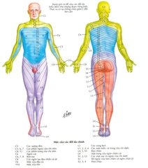 Tờ sơ đồ đốt da A4