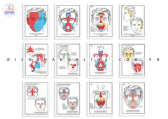 Fomec Bộ đồ hình 12 tấm size A3 | Set 12 reflex charts A3