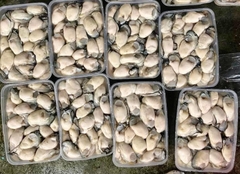 Ruột Hàu Cát Bà Vip