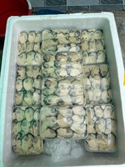 Ruột Hàu Cát Bà Vip