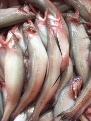 CÁ KHOAI LƯỚI Ủ ĐÁ