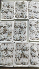 BẠCH TUỘC SỮA LÀM SẠCH