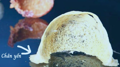 Chân Yến Là Gì? Chân Yến Có Chất Lượng Không?