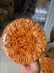 đtht sấy thăng hoa