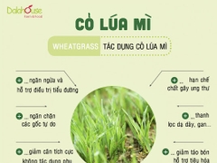 Bột Cỏ Lúa Mì Hữu Cơ Tươi Dalahouse Lon 120g