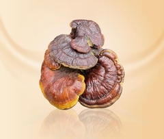 Nấm Lim Xanh Rừng Thái Lát Trimico 100g