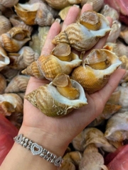 Ốc Bulot Pháp