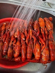 Tôm Hùm Đất Crawfish