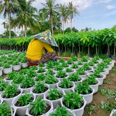 Bao nón lá chống nắng