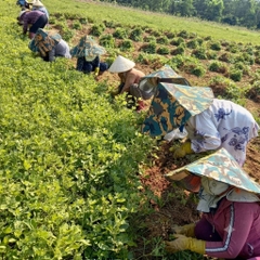 Bao nón lá chống nắng