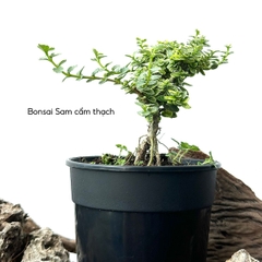 Tổng hợp Bonsai mini cao 10-15cm dùng làm Terrarium & bán cạn (KHÔNG KÈM CHẬU NHỰA CỨNG)