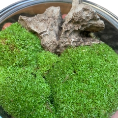 Rêu nhung, rêu cỏ, rêu trác bá phối tiểu cảnh bán cạn, terrarium, đắp nền bonsai