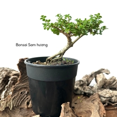 Tổng hợp Bonsai mini cao 10-15cm dùng làm Terrarium & bán cạn (KHÔNG KÈM CHẬU NHỰA CỨNG)