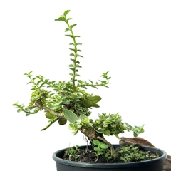 Tổng hợp Bonsai mini cao 10-15cm dùng làm Terrarium & bán cạn (KHÔNG KÈM CHẬU NHỰA CỨNG)