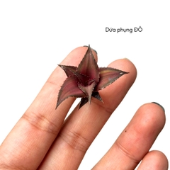 Dứa mini, dứa phụng hồng, dứa màu, dứa Nam Mỹ nhiều màu, nhiều size