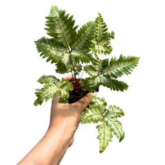 Cây dương xỉ trang trí tiểu cảnh, bán cạn, terrarium