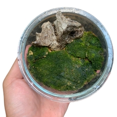 Rêu nhung, rêu cỏ, rêu trác bá phối tiểu cảnh bán cạn, terrarium, đắp nền bonsai