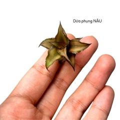 Dứa mini, dứa phụng hồng, dứa màu, dứa Nam Mỹ nhiều màu, nhiều size
