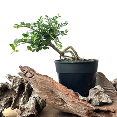 Tổng hợp Bonsai mini cao 10-15cm dùng làm Terrarium & bán cạn (KHÔNG KÈM CHẬU NHỰA CỨNG)