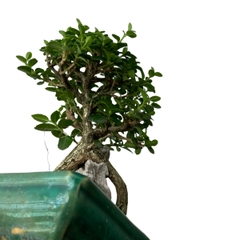 Tổng hợp Bonsai mini cao 10-15cm dùng làm Terrarium & bán cạn (KHÔNG KÈM CHẬU NHỰA CỨNG)