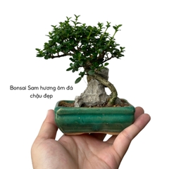 Tổng hợp Bonsai mini cao 10-15cm dùng làm Terrarium & bán cạn (KHÔNG KÈM CHẬU NHỰA CỨNG)