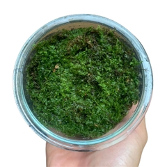 Rêu nhung, rêu cỏ, rêu trác bá phối tiểu cảnh bán cạn, terrarium, đắp nền bonsai