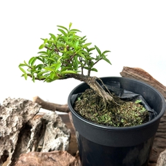 Tổng hợp Bonsai mini cao 10-15cm dùng làm Terrarium & bán cạn (KHÔNG KÈM CHẬU NHỰA CỨNG)