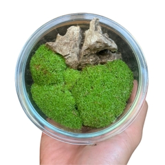 Rêu nhung, rêu cỏ, rêu trác bá phối tiểu cảnh bán cạn, terrarium, đắp nền bonsai