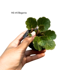 Cây hổ nhĩ Begonia trang trí tiểu cảnh, phối bán cạn, terrarium