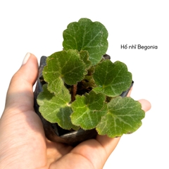 Cây hổ nhĩ Begonia trang trí tiểu cảnh, phối bán cạn, terrarium