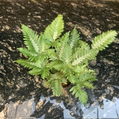 Cây dương xỉ trang trí tiểu cảnh, bán cạn, terrarium