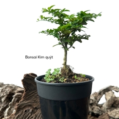 Tổng hợp Bonsai mini cao 10-15cm dùng làm Terrarium & bán cạn (KHÔNG KÈM CHẬU NHỰA CỨNG)