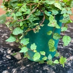 Dây leo setup tiểu cảnh, terrarium, bán cạn