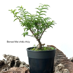 Tổng hợp Bonsai mini cao 10-15cm dùng làm Terrarium & bán cạn (KHÔNG KÈM CHẬU NHỰA CỨNG)