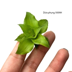 Dứa mini, dứa phụng hồng, dứa màu, dứa Nam Mỹ nhiều màu, nhiều size