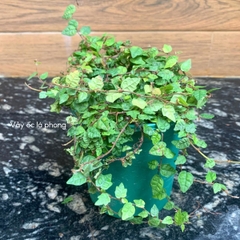 Dây leo setup tiểu cảnh, terrarium, bán cạn