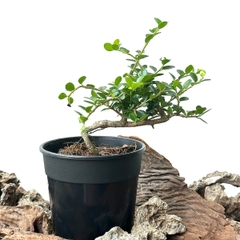 Tổng hợp Bonsai mini cao 10-15cm dùng làm Terrarium & bán cạn (KHÔNG KÈM CHẬU NHỰA CỨNG)