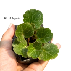 Cây hổ nhĩ Begonia trang trí tiểu cảnh, phối bán cạn, terrarium