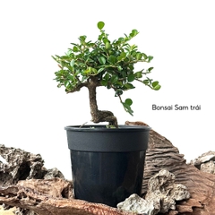 Tổng hợp Bonsai mini cao 10-15cm dùng làm Terrarium & bán cạn (KHÔNG KÈM CHẬU NHỰA CỨNG)