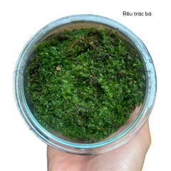 Rêu nhung, rêu cỏ, rêu trác bá phối tiểu cảnh bán cạn, terrarium, đắp nền bonsai