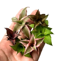 Dứa mini, dứa phụng hồng, dứa màu, dứa Nam Mỹ nhiều màu, nhiều size