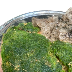Rêu nhung, rêu cỏ, rêu trác bá phối tiểu cảnh bán cạn, terrarium, đắp nền bonsai