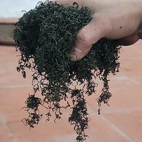 Chè Nguyên liệu TN500