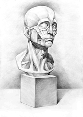 TƯỢNG CƠ BẢN