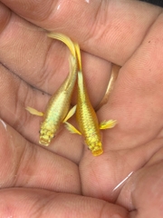 Cá 7 Màu Full Gold - Cá Thủy Sinh- Cá Cảnh Thiên Phước