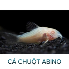 Cá Chuột Trắng Albino- Cá Dọn Bể - Cá Thủy Sinh- Cá Cảnh Thiên Phước