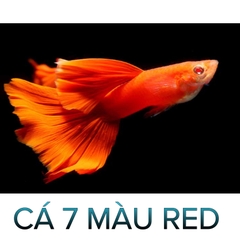Cá 7 Màu Full Red- Cá Thủy Sinh - Cá Cảnh Thiên Phước