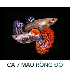 Cá 7 Màu Rồng Đỏ- Cá Thủy Sinh- Cá Cảnh Thiên Phước
